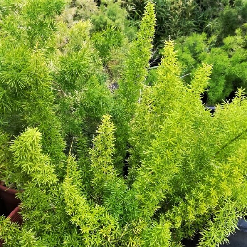 Asparagus densiflorus 'Meyersii'